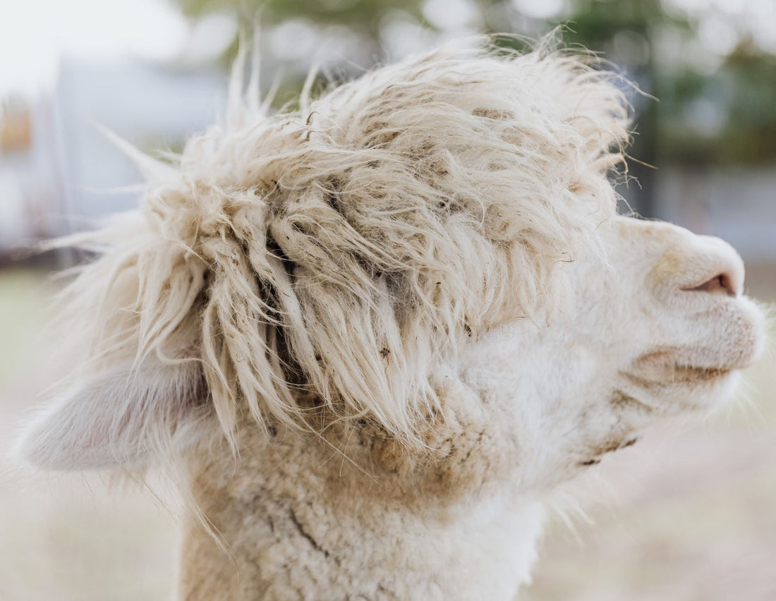 The Surprising Link Between Alpaca and Skin Allergies